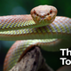 Illustration for article titled As If Things Weren’t Bad Enough, Snakes Still Slithering Around Out There